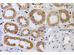 BECLIN1 Antibody in Immunohistochemistry (Paraffin) (IHC (P))
