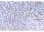 BECLIN1 Antibody in Immunohistochemistry (Paraffin) (IHC (P))