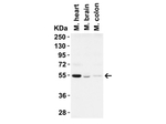 BECLIN1 Antibody in Western Blot (WB)