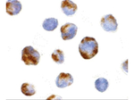 BMI1 Polyclonal Antibody