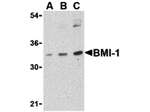 BMI1 Antibody in Western Blot (WB)