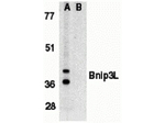 BNIP3L Antibody in Western Blot (WB)