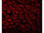 CX3CR1 Antibody in Immunocytochemistry (ICC/IF)