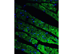 CX3CR1 Antibody in Immunocytochemistry (ICC/IF)