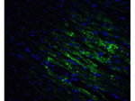 CX3CR1 Antibody in Immunocytochemistry (ICC/IF)
