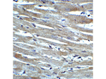 CX3CR1 Antibody in Immunohistochemistry (Paraffin) (IHC (P))
