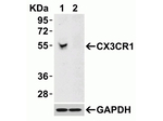CX3CR1 Antibody in Western Blot (WB)