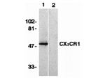CX3CR1 Antibody in Western Blot (WB)