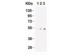 CX3CR1 Antibody in Western Blot (WB)