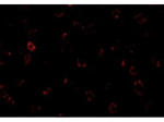 CX3CR1 Antibody in Immunocytochemistry (ICC/IF)