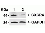CXCR4 Antibody in Western Blot (WB)