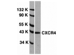 CXCR4 Antibody in Western Blot (WB)