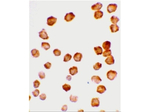 DcR2 Antibody in Immunocytochemistry (ICC/IF)