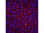 DEDAF Polyclonal Antibody