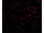 DEDAF Antibody in Immunocytochemistry (ICC/IF)