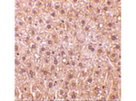 DEDAF Antibody in Immunohistochemistry (Paraffin) (IHC (P))