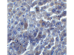 DEDAF Antibody in Immunohistochemistry (Paraffin) (IHC (P))