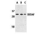 DEDAF Antibody in Western Blot (WB)