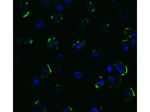 DR5 Antibody in Immunocytochemistry (ICC/IF)