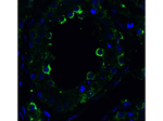 DR5 Antibody in Immunocytochemistry (ICC/IF)