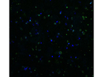DR5 Antibody in Immunocytochemistry (ICC/IF)