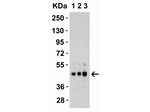 DR5 Antibody in Western Blot (WB)