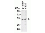 DR5 Antibody in Western Blot (WB)
