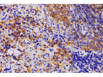 IL-21 Antibody in Immunohistochemistry (Paraffin) (IHC (P))