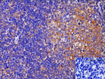 IL-21 Antibody in Immunohistochemistry (Paraffin) (IHC (P))