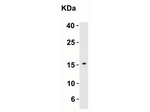 IL-21 Antibody in Western Blot (WB)