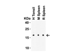 IL-21 Antibody in Western Blot (WB)