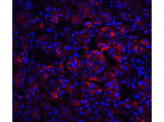 IL-23 Antibody in Immunocytochemistry (ICC/IF)