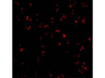 IL-23 Antibody in Immunocytochemistry (ICC/IF)
