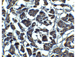 IL-23 Antibody in Immunohistochemistry (Paraffin) (IHC (P))