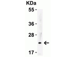 IL-23 Antibody in Western Blot (WB)