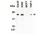 IL-23 Antibody in Western Blot (WB)