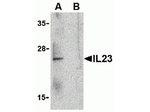 IL-23 Antibody in Western Blot (WB)