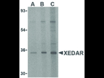 XEDAR Antibody in Western Blot (WB)