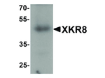 XKR8 Polyclonal Antibody