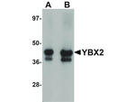 YBX2 Antibody in Western Blot (WB)