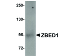 ZBED1 Polyclonal Antibody