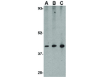 ZBP1 Antibody in Western Blot (WB)