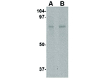 ZBTB1 Antibody in Western Blot (WB)
