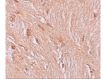 ZBTB3 Antibody in Immunohistochemistry (Paraffin) (IHC (P))