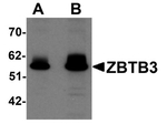 ZBTB3 Antibody in Western Blot (WB)