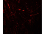 ZBTB4 Polyclonal Antibody