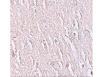 ZBTB5 Antibody in Immunohistochemistry (Paraffin) (IHC (P))