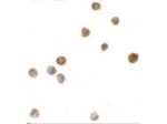 ZBTB6 Antibody in Immunocytochemistry (ICC/IF)