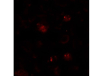 ZBTB6 Polyclonal Antibody