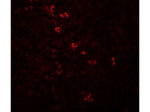 ZBTB8 Polyclonal Antibody
